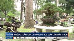 Chiêm ngưỡng dàn cây cảnh độc lạ ở Hội hoa xuân 2017