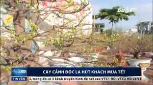 Cây cảnh độc lạ giá hàng trăm triệu hút khách mùa Tết