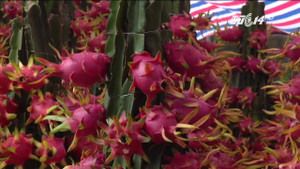 Thanh long kiểng độc và lạ 'sốt xình xịch' dịp Tết