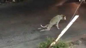 Cười vỡ bụng clip chú chó giả tàn tật, 'diễn sâu' nhất quả đất