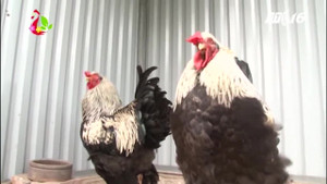 Gà khổng lồ nặng 15kg giá 30 triệu đồng/cặp