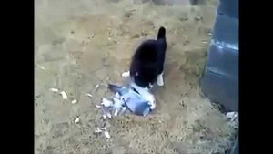 Bồ câu tinh ranh giả chết, thoát vuốt mèo ngoạn mục