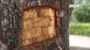 Hàng chục cây xà cừ ở đường Láng bị đẽo trộm để làm thuốc giả?