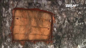 Truy tìm nguyên nhân hàng chục cây xà cừ cổ thụ ở đường Láng bị đục khoét