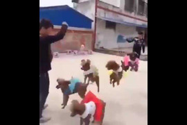 Tròn mắt xem 5 chú chó nhảy dây cùng lúc cực điệu nghệ