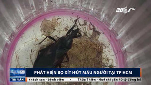 Phát hiện ổ bọ xít hút máu người ở TP.HCM