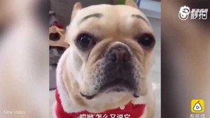 Clip: Gặm nát ghế sofa, chú chó khóc rưng rức khi bị chủ mắng