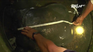 Clip: Bắt được cua đinh hiếm nặng 26kg gây xôn xao Đồng Tháp