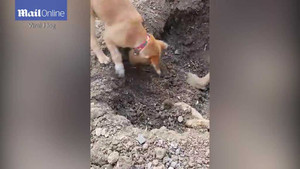 Clip: Cảm động chú chó đào huyệt chôn bạn bị ôtô đâm chết