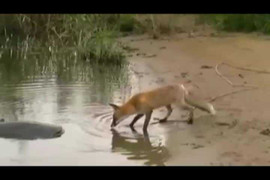 Clip: Cáo tinh ranh 'câu trộm' cá trê khổng lồ của ngư dân