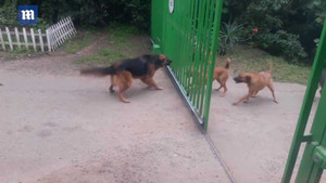 Cười vỡ bụng clip những chú chó 'anh hùng rơm'