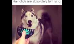 Phì cười clip chó Husky 'hồn vía bay lên mây' khi nhìn thấy... kẹp tóc