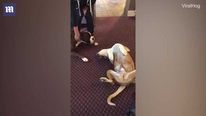 Clip: Chú chó giả chết tài tình, dọa 'bạn thân' sợ khóc thét