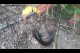 Clip: Choáng với màn câu cá lóc 'khủng' bằng... vịt con