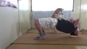 Video: Phì cười chú chó tranh làm 'huấn luyện viên thể hình' cho chủ