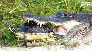 Rùa bé nhỏ thoát hàm cá sấu ngoạn mục nhờ bộ mai cứng