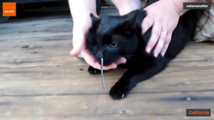 Kinh hãi clip chủ lôi rắn ra khỏi mũi mèo cưng