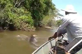 Clip: Rợn người màn bắt trăn 'khủng' bằng tay không