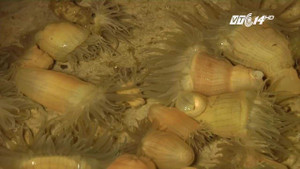 Rum biển: Món ăn 'thần dược' xứ biển