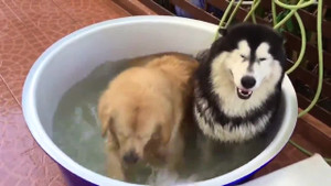 Phì cười với phản ứng trái ngược của 2 chú chó khi tắm bồn