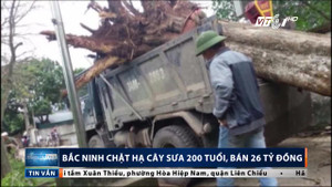 Bắc Ninh chặt hạ cây sưa 200 tuổi, bán giá 26 tỷ đồng