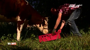 Nông dân Bỉ cho bò uống 4 lít bia đen mỗi ngày