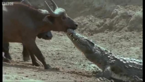 Thót tim xem trâu rừng thoát hiểm trước hàm cá sấu