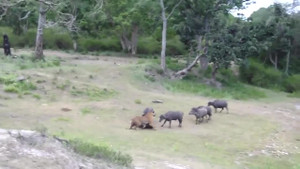 Clip: Đàn trâu rừng tấn công hổ dữ giải cứu đồng loại