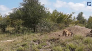 Lợn rừng thông minh khiến sư tử 'bất lực'