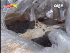 Bắt giữ hơn 2,5 tấn nội tạng động vật thối ngụy trang cực tinh vi