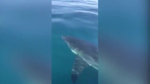 Ngư dân dũng cảm dùng chổi đánh đuổi cá mập