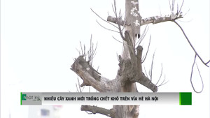 Hà Nội: Cây mới trồng đã chết khô hàng loạt