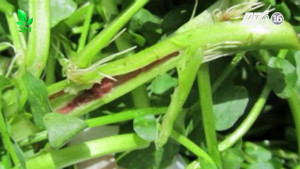 Cẩn trọng những loại rau ngon nhưng dễ 'ngậm' giun sán