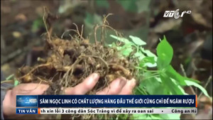 Sâm Ngọc Linh: Đắt nhất thế giới cũng chỉ vào bình rượu đại gia Việt