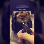 Chú chó nhìn thấy kìm là chạy trốn khiến cư dân mạng bật cười