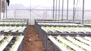 Nông trại trồng rau không cần đất độc đáo ở Quảng Ninh