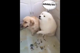 Bị chủ hỏi tội, chú chó Samoyed nhanh nhảu 'bán đứng' bạn