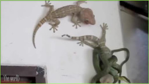 Tắc kè hỗn chiến với rắn lục cứu đồng loại