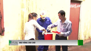 Đeo vòng cho chó để kiểm soát dịch dại