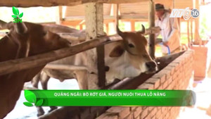 Bò rớt giá, người nuôi điêu đứng với món nợ lớn