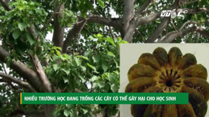 Giật mình những hiểm họa từ cây cảnh tại trường học