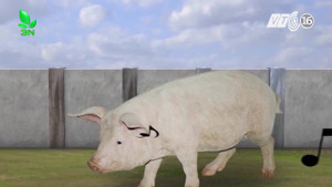 Độc chiêu nuôi heo bằng âm nhạc của người dân Sóc Sơn - Hà Nội