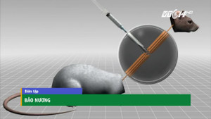 Tạo ra chuột 2 đầu, tiến gần hơn tới việc ghép đầu người