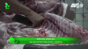 Giải cứu lợn: Giá lợn hơi tại Đồng Nai đang nhích lên