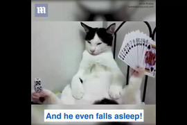 Chú mèo có biệt tài giữ thăng bằng đồ vật cực 'bá đạo'