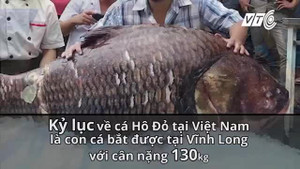 Thủy quái sông Mê Kông đã về đến Hà Nội