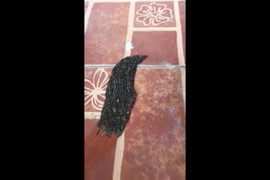 Sự thật về sinh vật lạ bầy nhầy gớm ghiếc khiến dân mạng nổi da gà