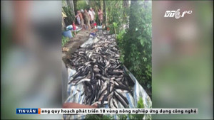 Cá chết hàng loạt, nghi bị đầu độc: Công an vào cuộc điều tra