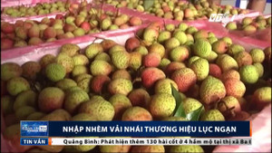 Vải thiều Lục Ngạn 'rởm' giá 20.000 đồng/kg tràn lan thị trường