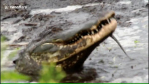 Cá sấu khổng lồ truy sát, ăn thịt đồng loại ở Mỹ gây sốc